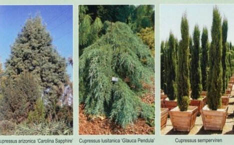 What types of cypress can be planted in the garden