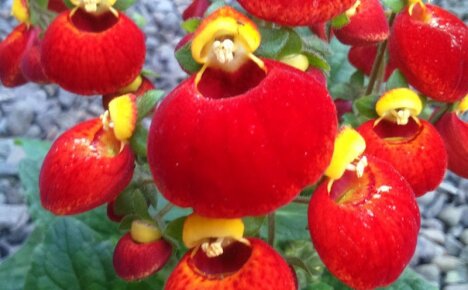 Wie man zu Hause für Calceolaria sorgt und ungewöhnliche Blüten sieht