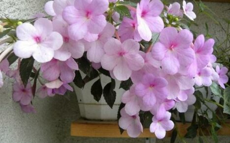 Цвете на ахименес, грижи и размножаване у дома