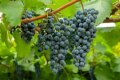 Устойчивият на замръзване и непретенциозен сорт грозде Тайга е изборът на сибирски градинари