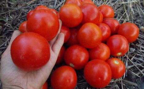 Tomato Yamal awal dan berbuah - ciri dan keterangan mengenai pelbagai