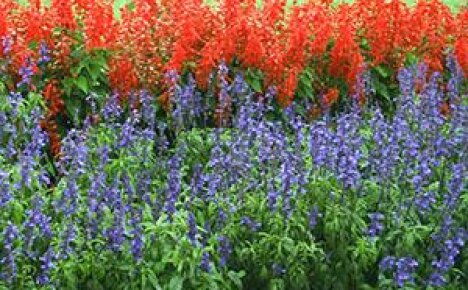 Blomsterrabatt i röd-azurblå toner: typer och sorter av salvia för trädgården
