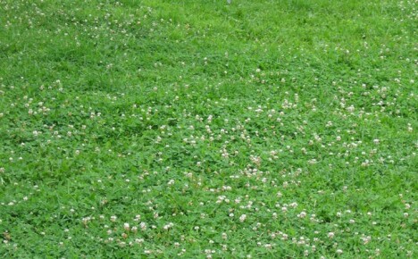 Odborné rady, jak zasadit a udržovat trávník bílého jetele