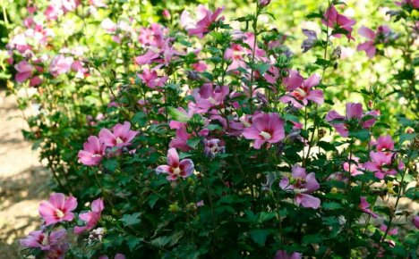 Hibiscus în grădină în creștere - secrete ale înfloririi abundente