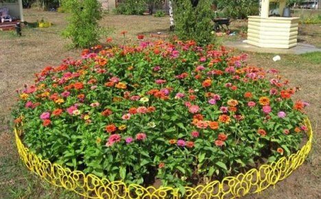 Planting zinnia seeds and caring for seedlings in the open field