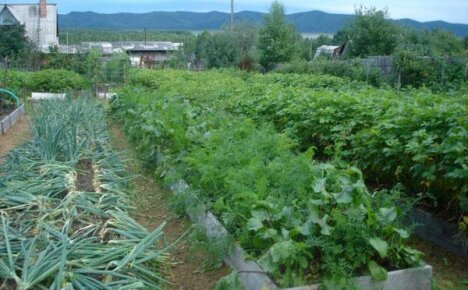 Arrangement of a garden plot according to Kurdyumov