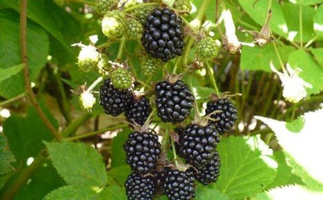 How do blackberry diseases manifest and how to deal with them