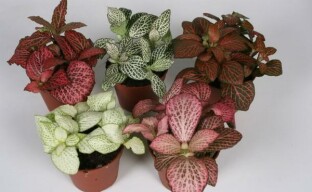 Types of fittonia for your windowsill
