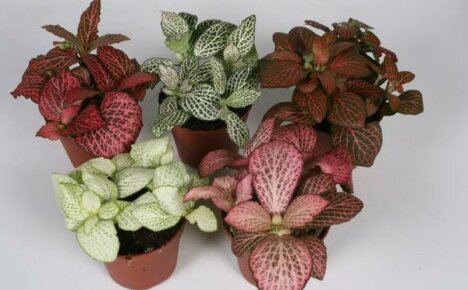 Types of fittonia for your windowsill