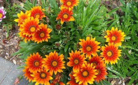 How to keep gazania and help her get through the winter
