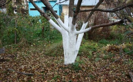 Wanneer fruitbomen in de herfst witwassen - belangrijke nuances van tuinieren