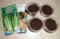 Kdy zasadit celer na sazenice a kdy přesadit na zahradu