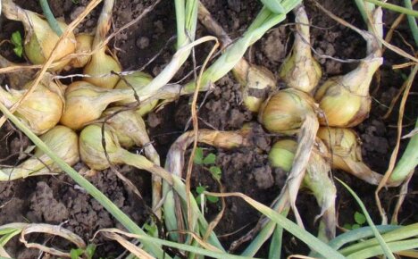 Agrotechnológia na výsadbu rodinnej cibule a starostlivosť o ňu na otvorenom poli