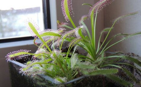 Proper care of a sundew at home