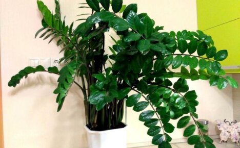 Zamioculcas - home care for a chic dollar tree