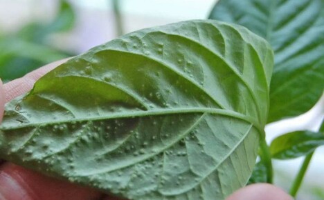 Cos'è l'edema delle foglie di peperone dolce e come risolverlo