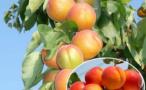De zuilvormige abrikoos Zvezdny zal u verrassen met groot fruit en een compacte kroon