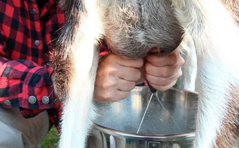 Ile mleka koza daje dziennie?