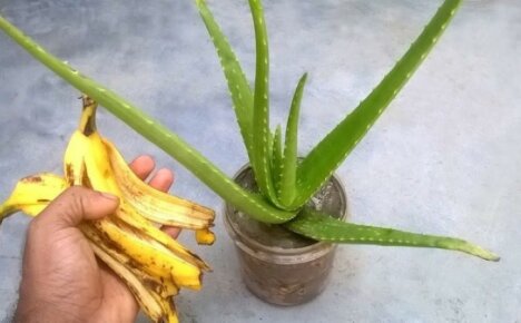 Bananenschalen-Blumendünger - billig, umweltfreundlich, nützlich und effektiv