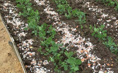 Skořápky používáme jako hnojivo pro zahradní, zahradní a pokojové plodiny