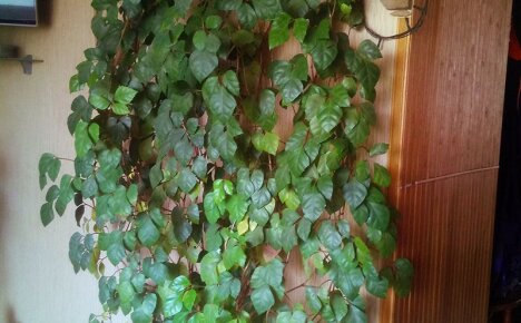 Onurlu ev üzümleri - şık bir iç mekan için bir ev bitkisi