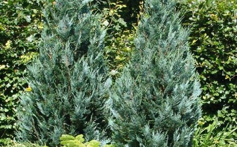 Planting and caring for a cypress tree: practical advice from experts