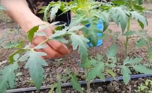 Връзване на растения в оранжерията