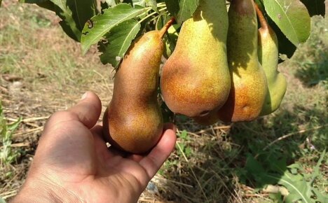 French Muscat pear Abbot Fetel - description of the variety, pros and cons