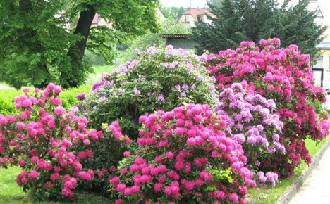 Wir wählen einen Rhododendron für unseren Garten, pflanzen ihn und lernen, wie man die Pflanze pflegt