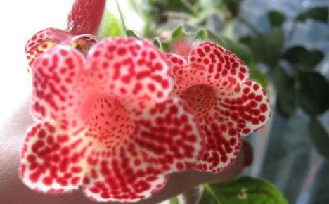 Geheimen van het kweken van een decoratieve kaleria-bloem