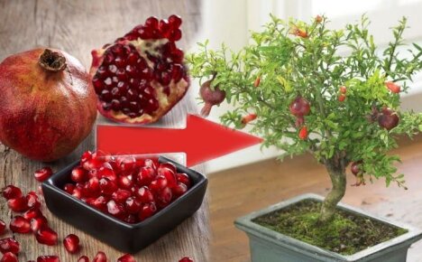 Sowohl dekorativer als auch nützlicher Baum aus den Tropen in Ihrem Zuhause - wie man einen Granatapfel aus einem Stein züchtet