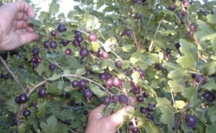 Cultiver du yoshta: quel est le secret de la popularité d'un arbuste hybride sans prétention