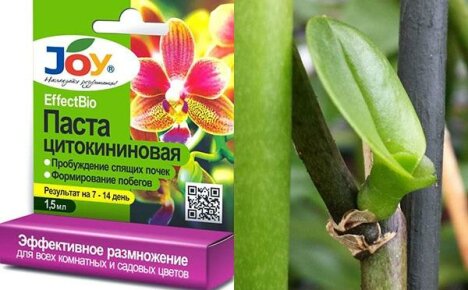 Cytokinin paste to revitalize the orchid