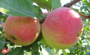 Summer fruit tree care