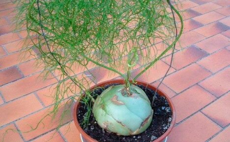 Nejúžasnější kudrnatá cibule - bovieya, pokojová rostlina, která ozdobí váš domov