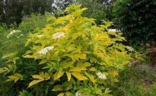 Elderberry Aurea - ένα φυτό καλλωπιστικών δέντρων με βρώσιμα μούρα