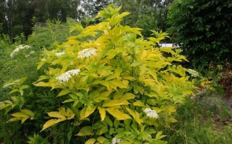 Saúco Aurea - una planta de árbol ornamental con bayas comestibles