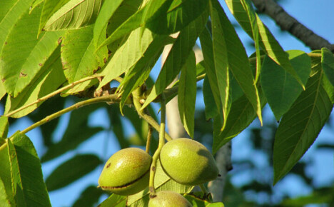 Jak zasadit manchurianský ořech do vaší zahrady