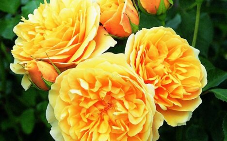 Proč všichni romantici milují anglickou růži Graham Thomas