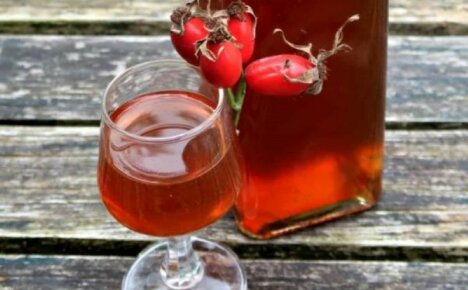 The best remedy for all diseases is rosehip tincture, benefits and harms