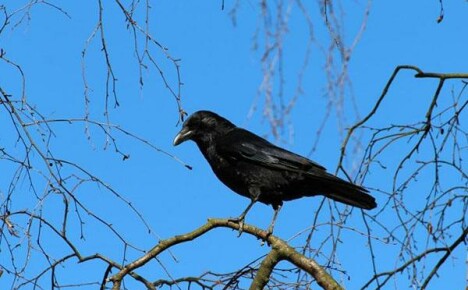 Perché i corvi sono pericolosi in una trama personale