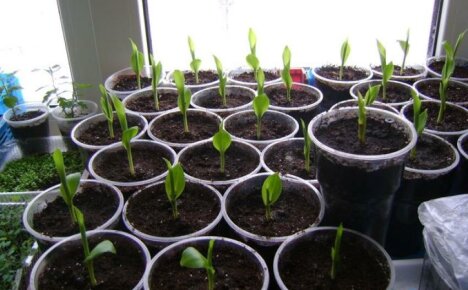 How to grow Indian canna from seeds - all the subtleties of planting and care