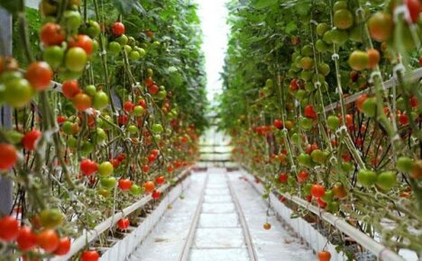 Wie man Tomaten hydroponisch anbaut - Anleitung mit Tipps und Tricks