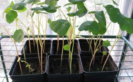 Vlastnosti pestovania sadeníc nasturtium