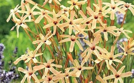 Teplomilná jemná kráska Ixia paniculata