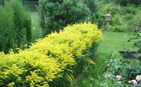 Solární kvetoucí hybrid Goldenrod a jeho oblíbené odrůdy
