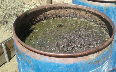 Cow dung - how to apply for plant nutrition