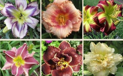 Introducing the most beautiful varieties of daylilies