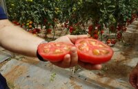 Jak poprawić smak pomidorów i dlaczego to zależy
