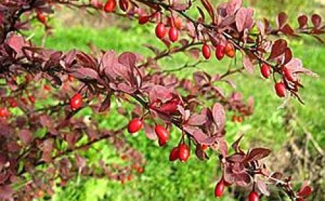 Засаждане и грижа за червенолистната берберис в градината